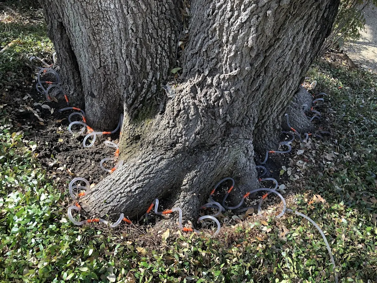 Detailed Tree Cabling and Bracing job site in Hanlontown