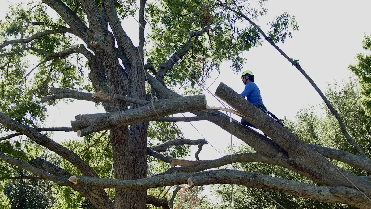 Professional Hazardous Tree Removal performed by certified arborists in Hanlontown