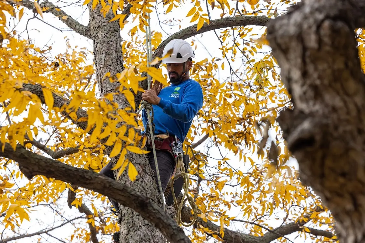 Skilled Tree Pruning crew working in Hanlontown