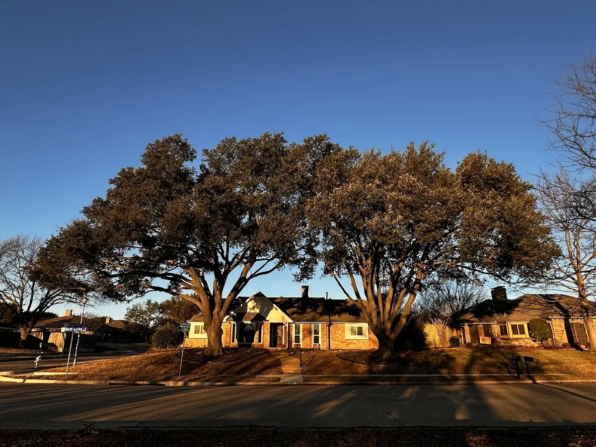 Established residential canopy tree shading a home in Hanlontown